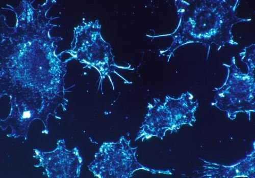 Cancer cells