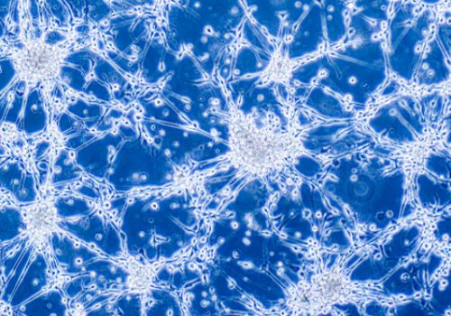 oncology molecules