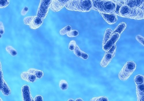 Bacteria cells