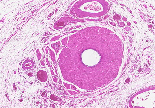 histology slide